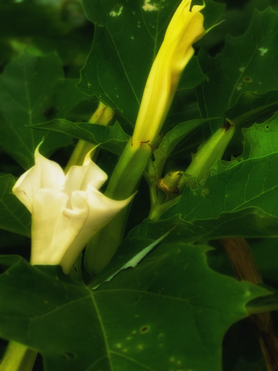 陀罗花开阡陌旁洁白无瑕蕊吐芳