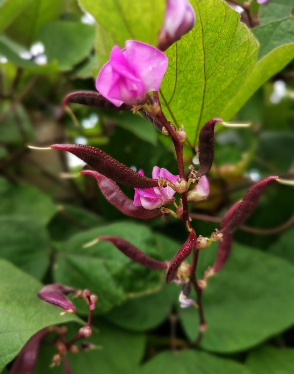 叹息芳菲尽香腮越女红梅豆花