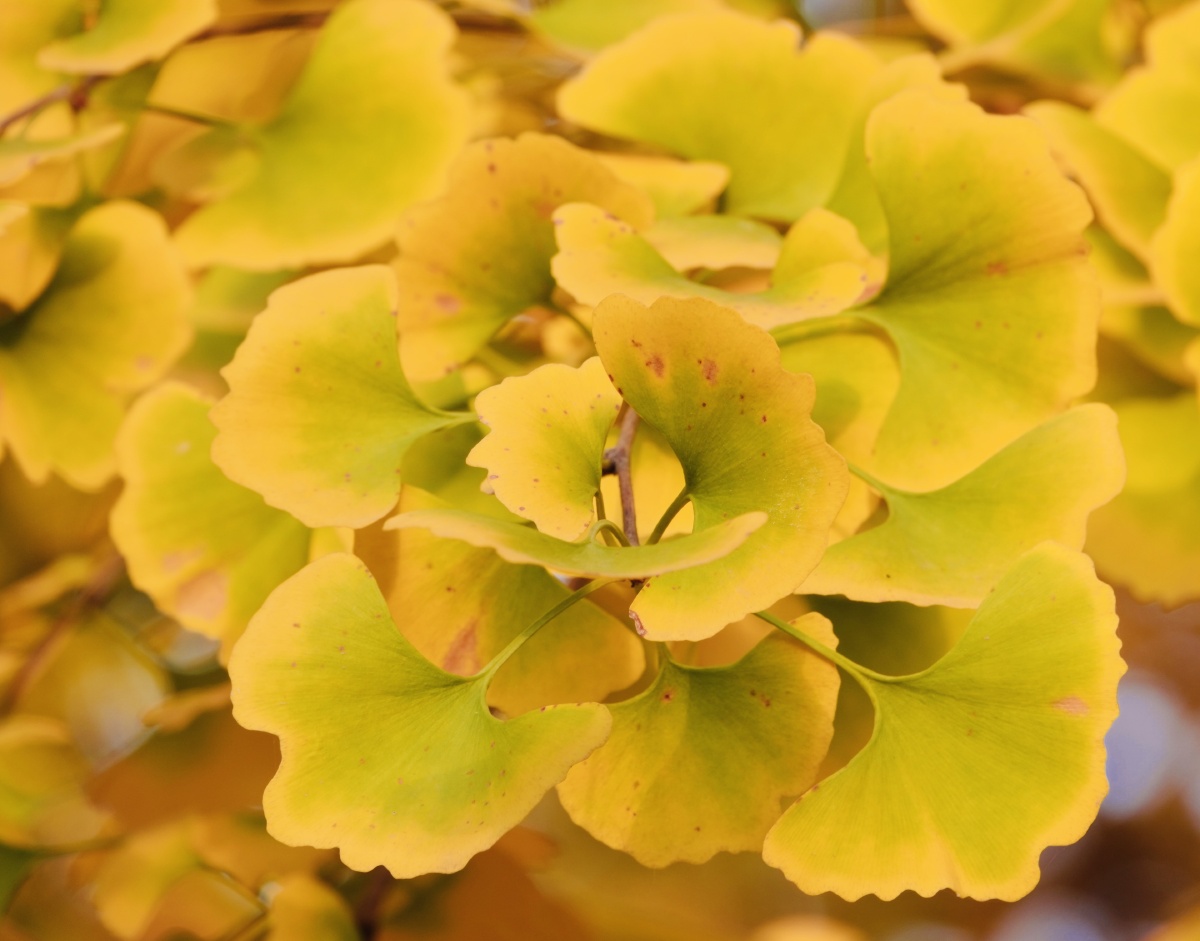 银杏叶花