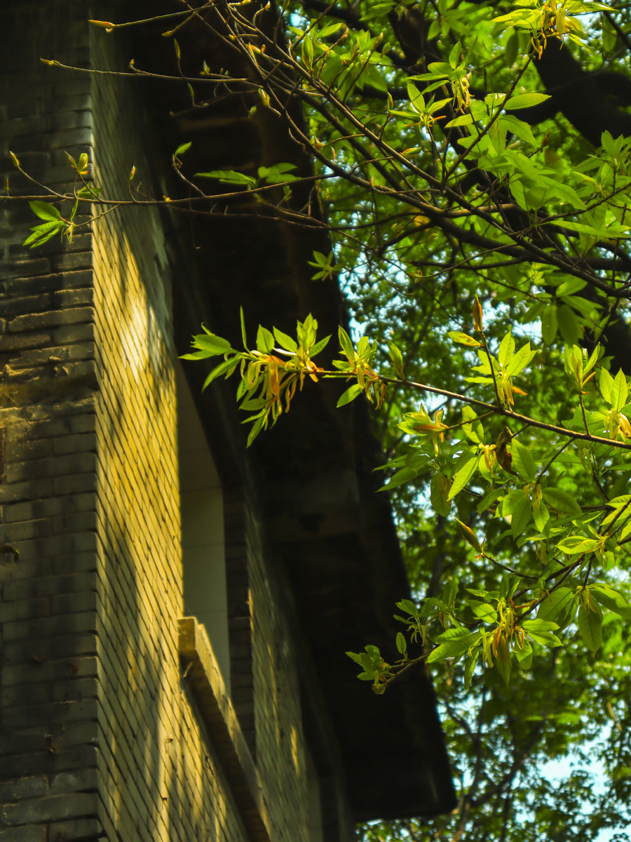 光影世界树影斑驳