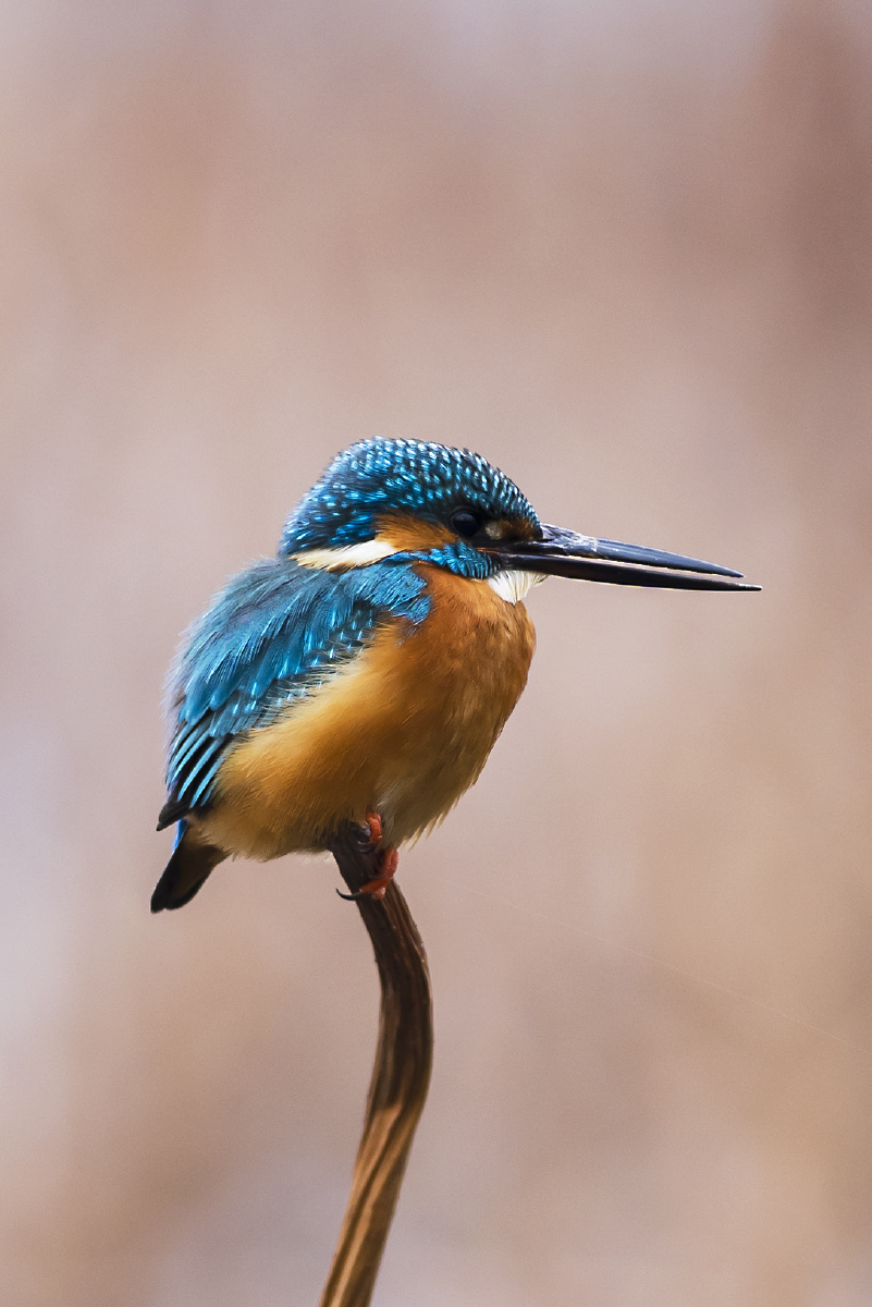 寒渔下滩时翠鸟飞我前