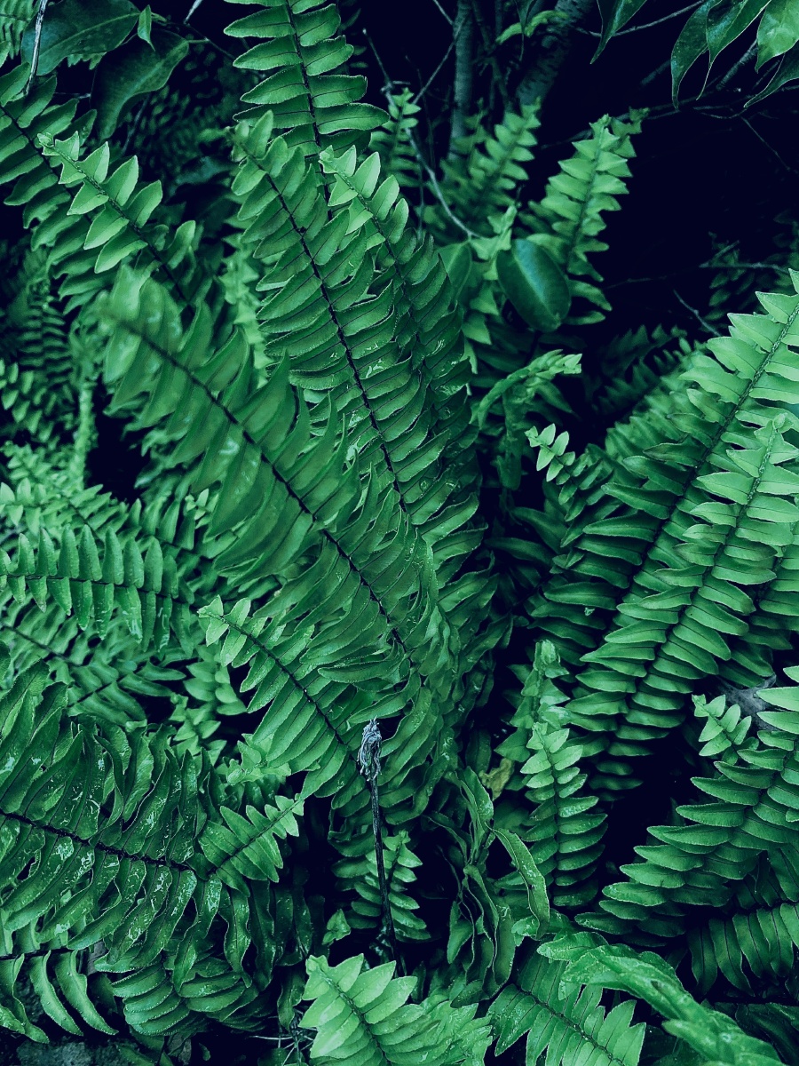 路边植物独特的美