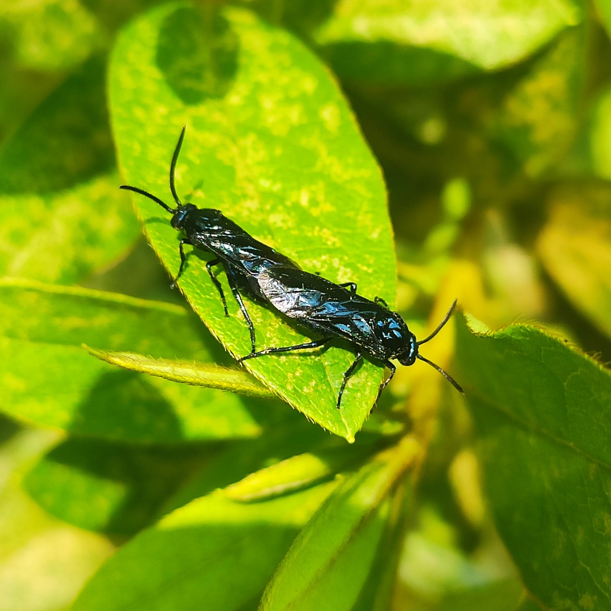 叶蜂- 25731 - 图虫