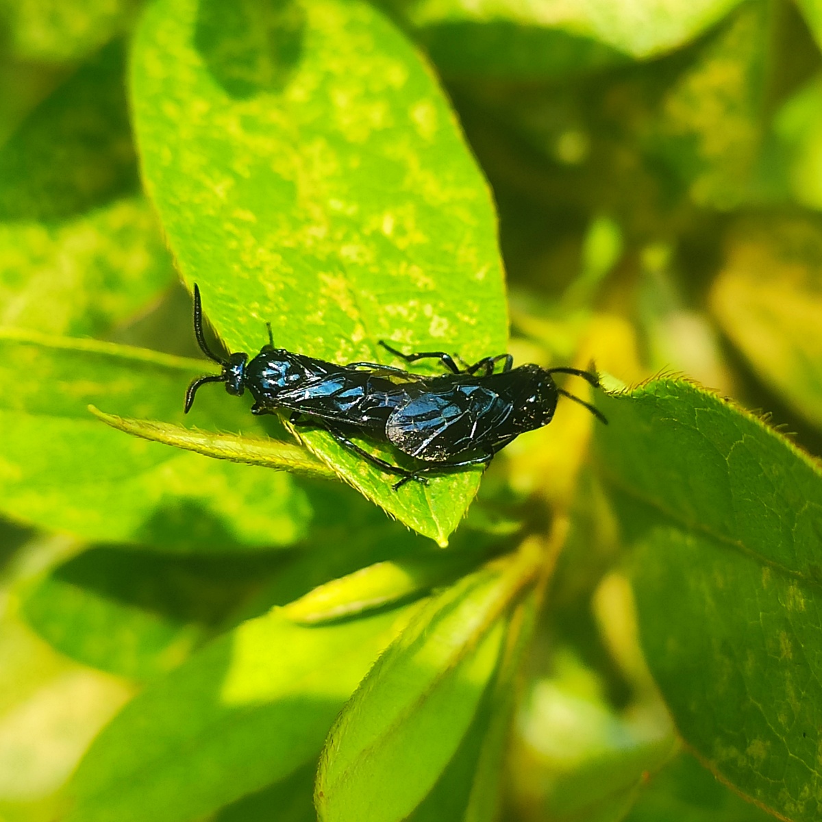 叶蜂- 25731 - 图虫