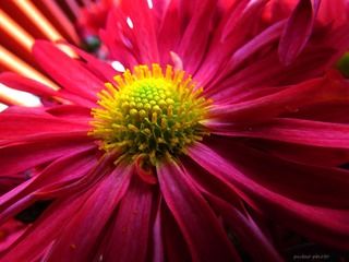IMG_4948__