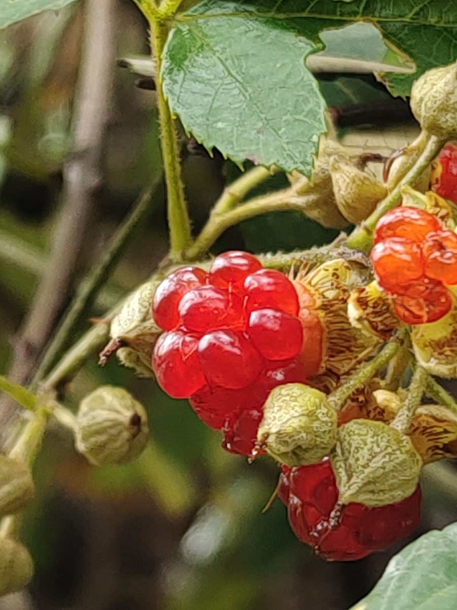 粗叶悬钩子学名rubusalceaefoliuspoir根和叶入药有活血去瘀清热止血