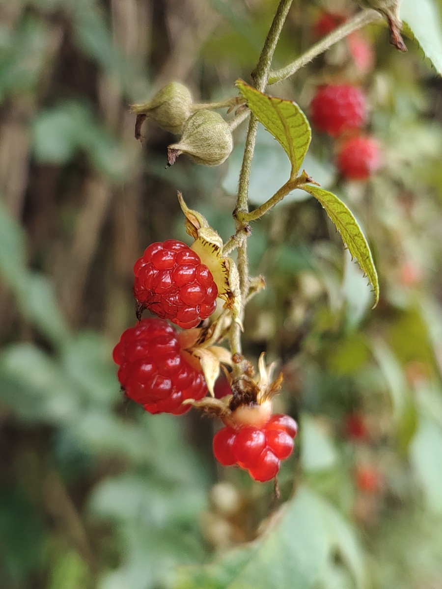 粗叶悬钩子学名rubusalceaefoliuspoir根和叶入药有活血去瘀清热止血