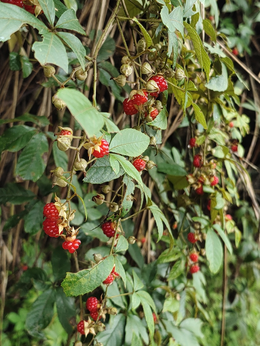 粗叶悬钩子学名rubusalceaefoliuspoir根和叶入药有活血去瘀清热止血