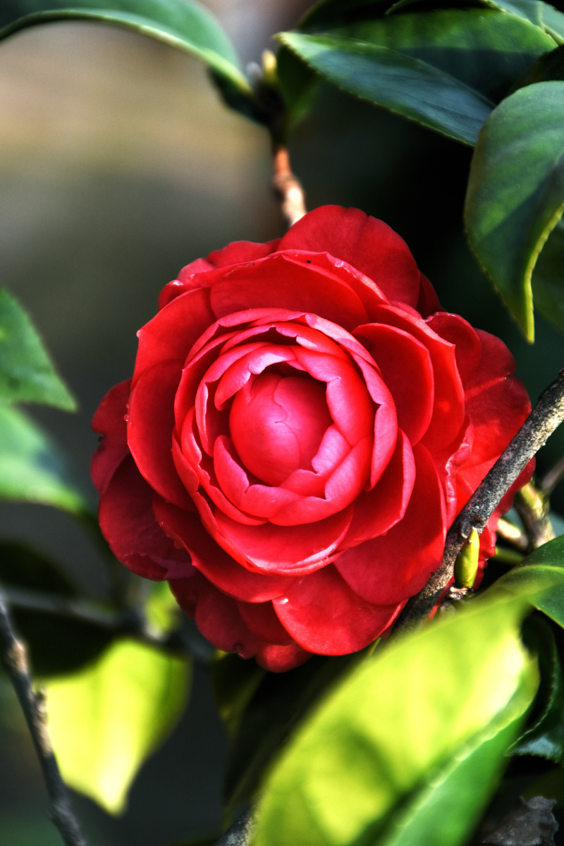 茶花