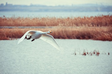 LYX_7007