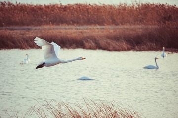 LYX_7718