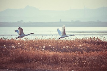 LYX_7571
