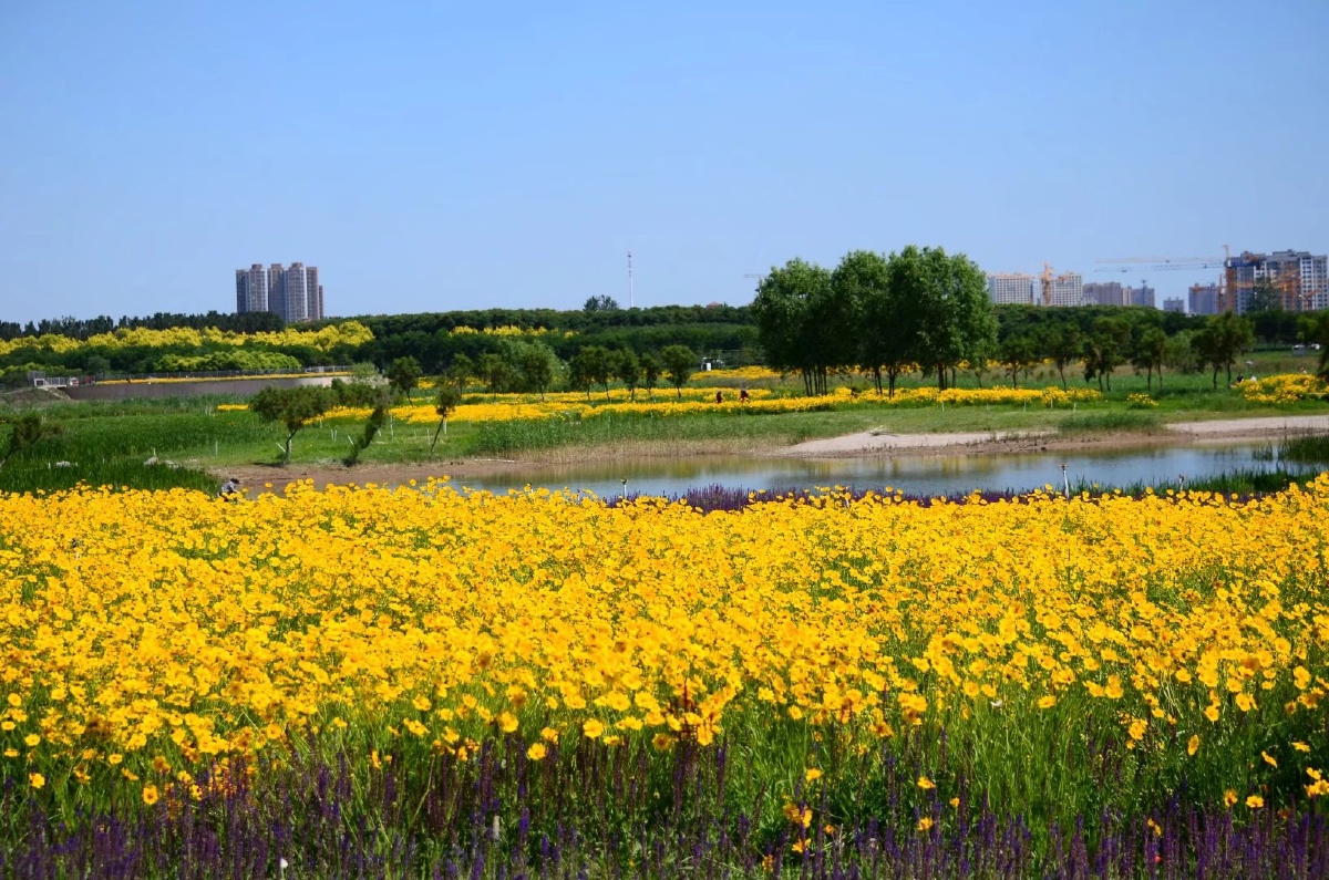 滹沱河花海一角.