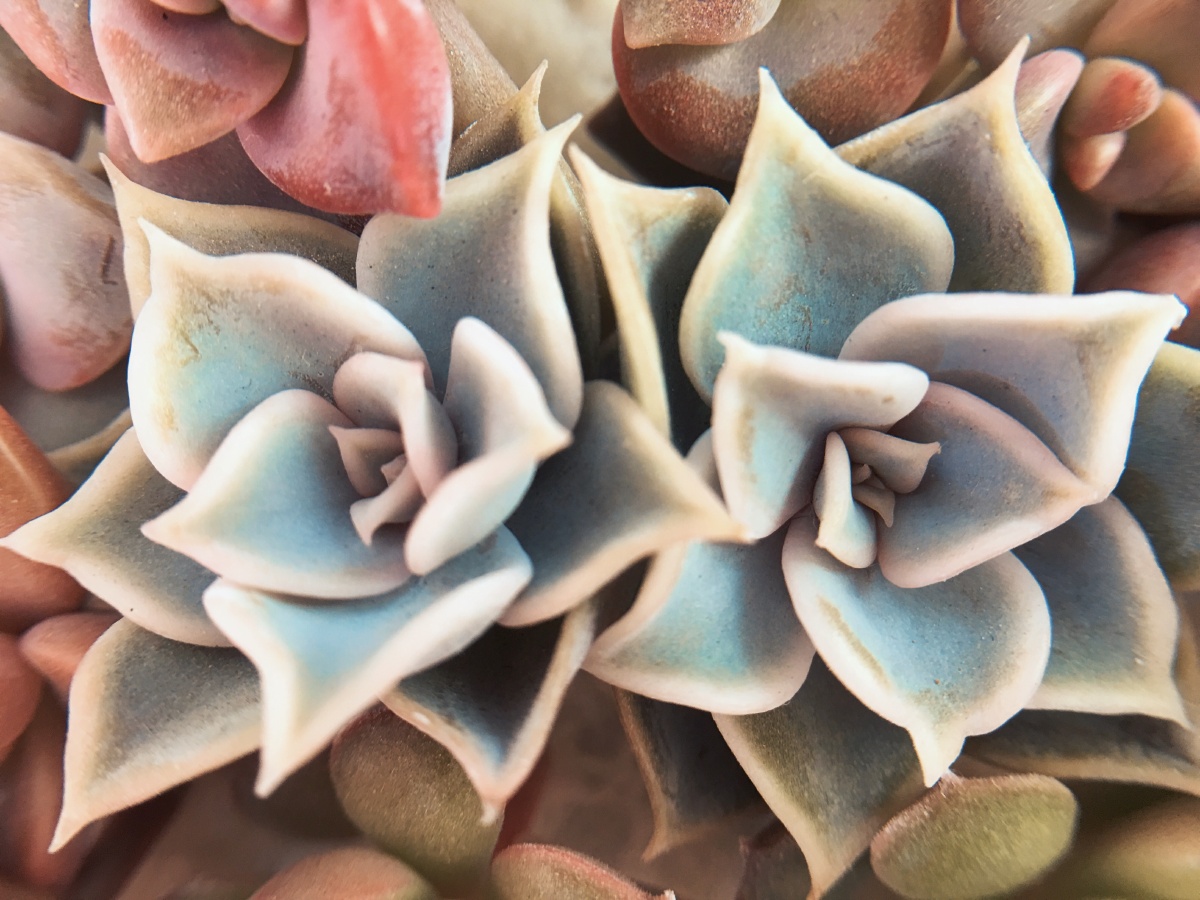 花团锦簇的多肉 - 追寻光影 - 图虫