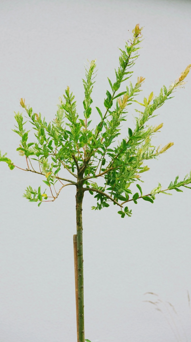 新种下一颗小树,我还不知道它的名字.