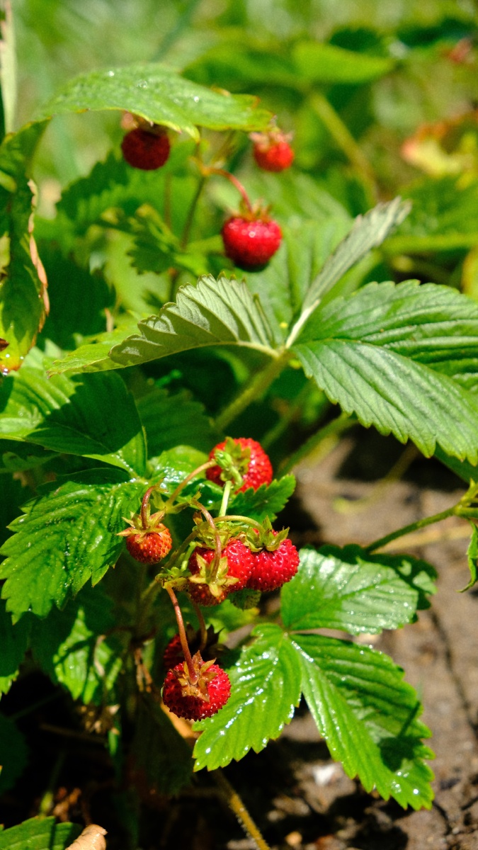 野草莓