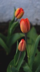 56073ED8-8F40-4303-83AA-EA6DDC77A2F2/L0/001