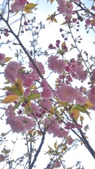 70C96B58-7A14-43DD-86D4-817267AEF3B8/L0/001