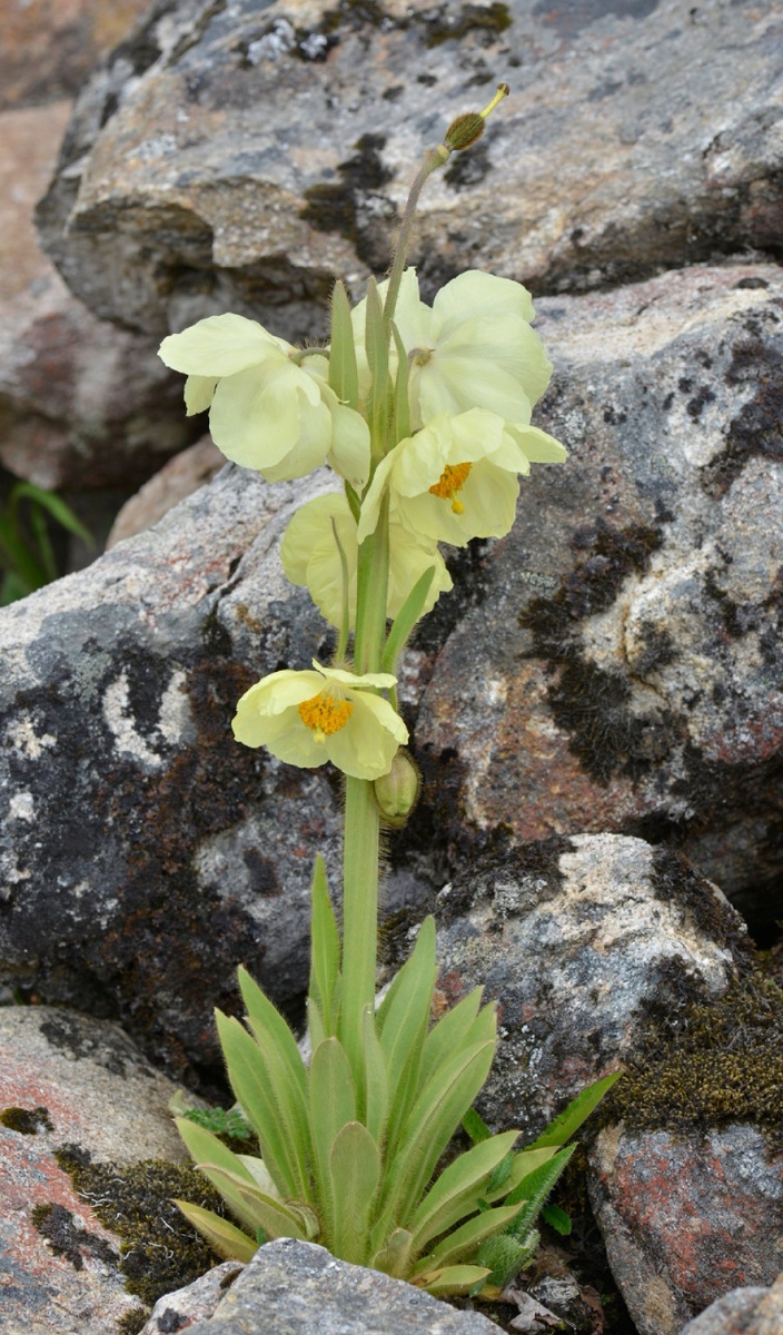 千姿百态万紫千红的绿绒蒿美丽一生只绽放一次