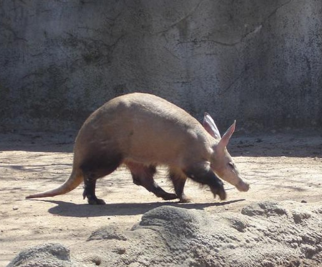 土豚- 猎色捕景追光 - 图虫