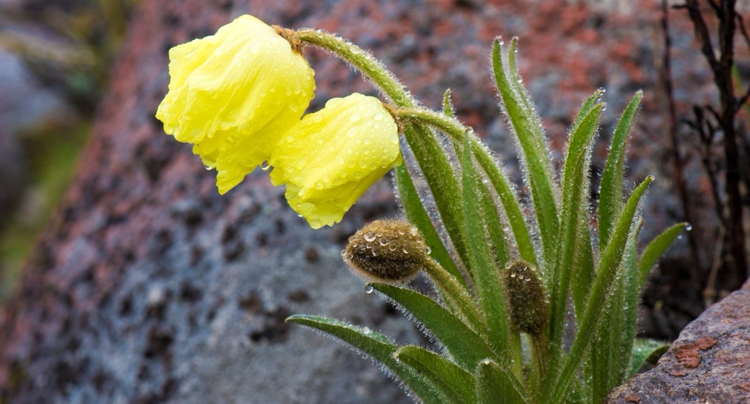 千姿百态万紫千红的绿绒蒿美丽一生只绽放一次