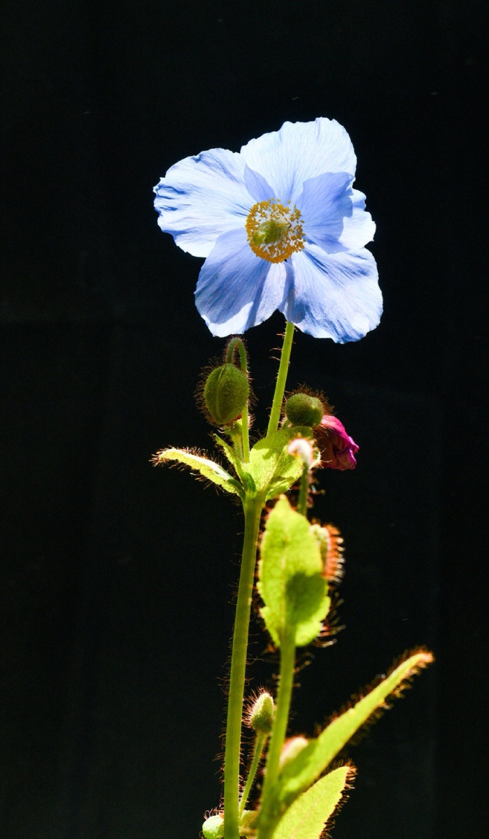 千姿百态万紫千红的绿绒蒿美丽一生只绽放一次