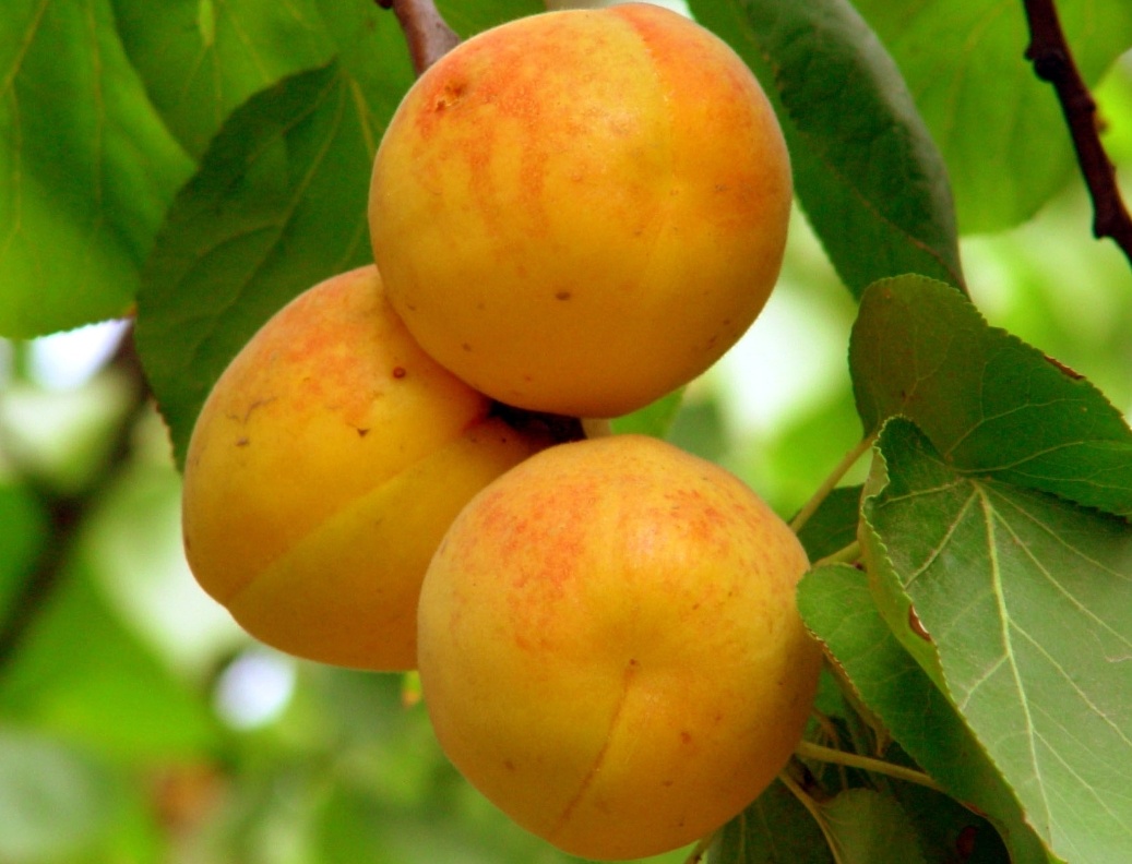 地标产品河南仰韶大杏