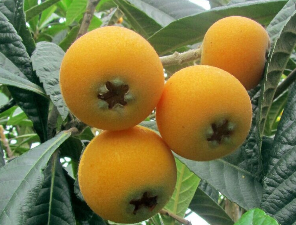 地标产品～贵州开阳富硒枇杷