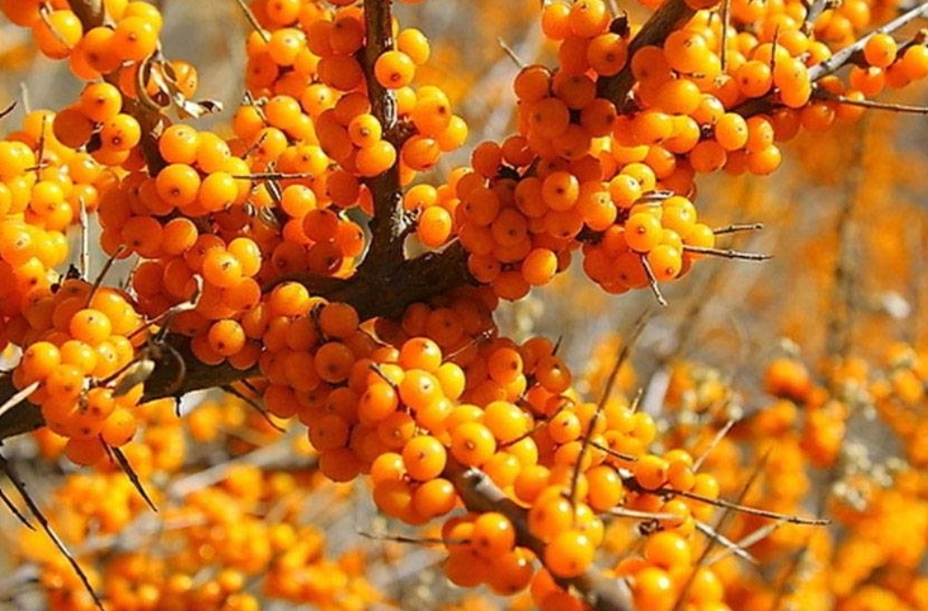 地标产品～黑龙江孙吴大果沙棘