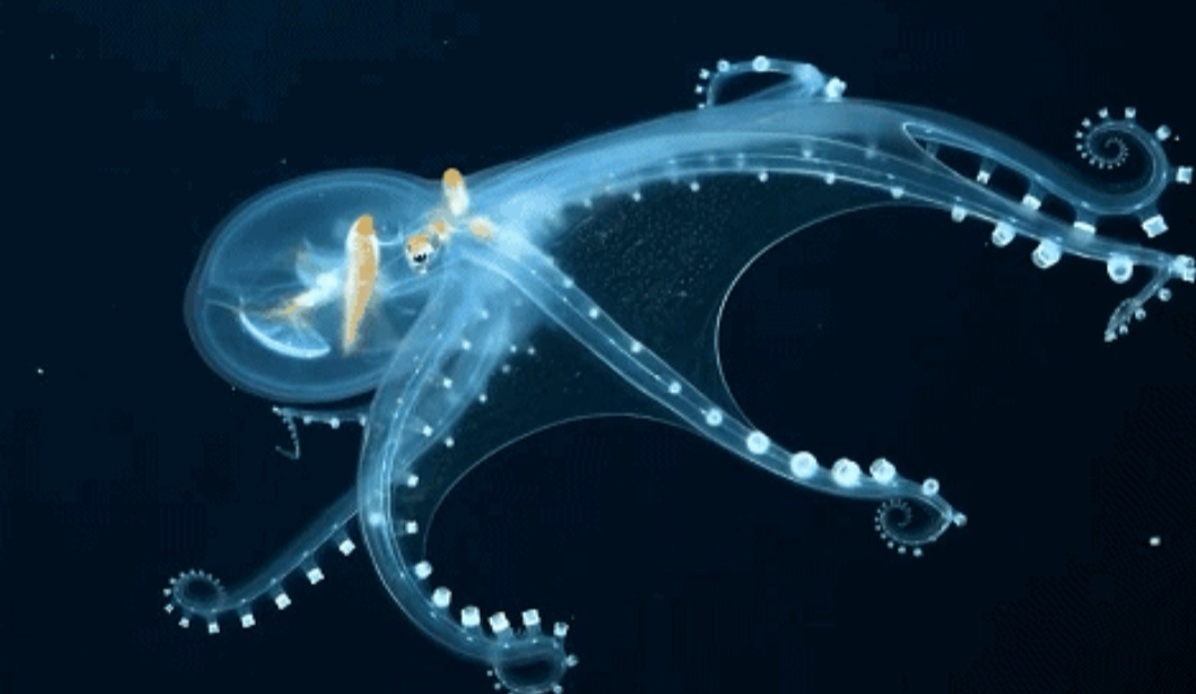 透明的玻璃章鱼