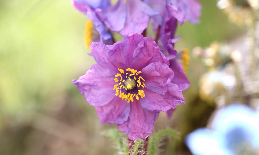 千姿百态万紫千红的绿绒蒿美丽一生只绽放一次
