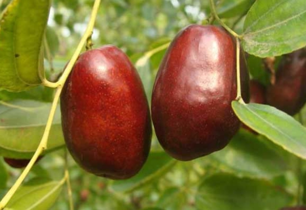 地标产品～山西官滩枣