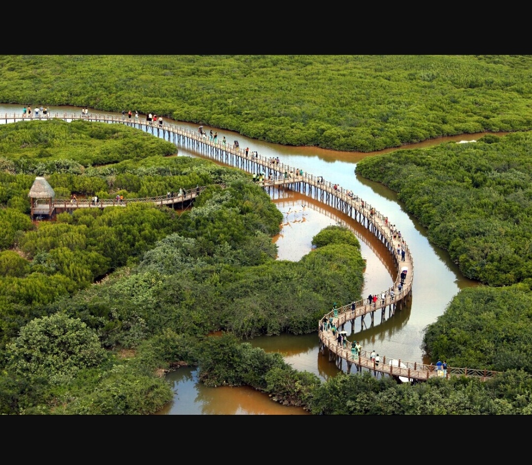 澄迈红树林生态公园 - 旭日晨曦 - 图虫