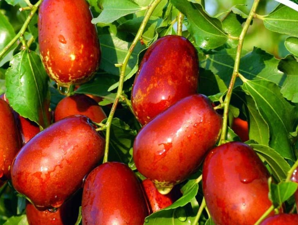 地标产品山西太谷壶瓶枣