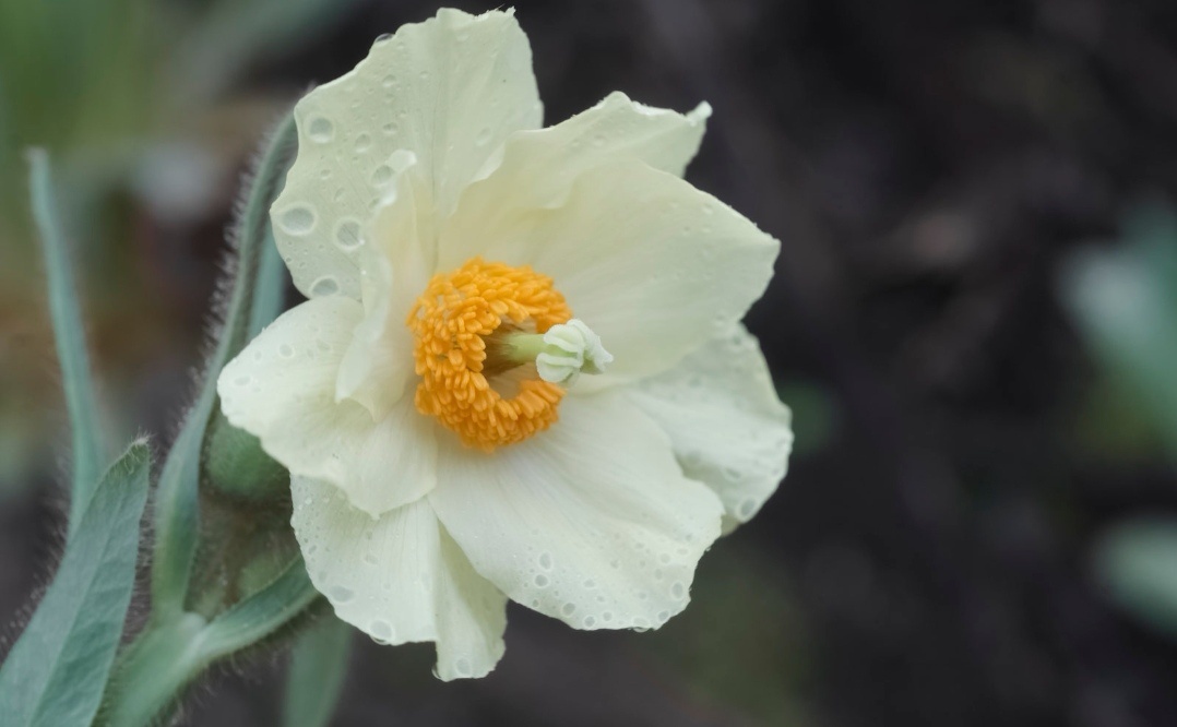 千姿百态万紫千红的绿绒蒿美丽一生只绽放一次