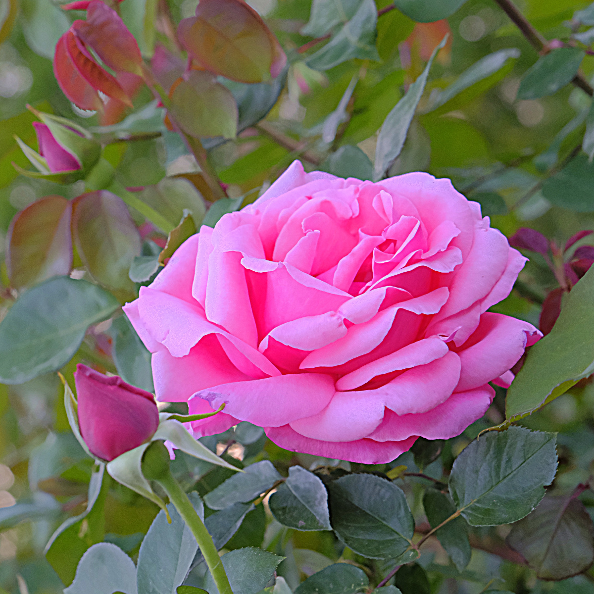 月季花 - 舞者风范 - 图虫