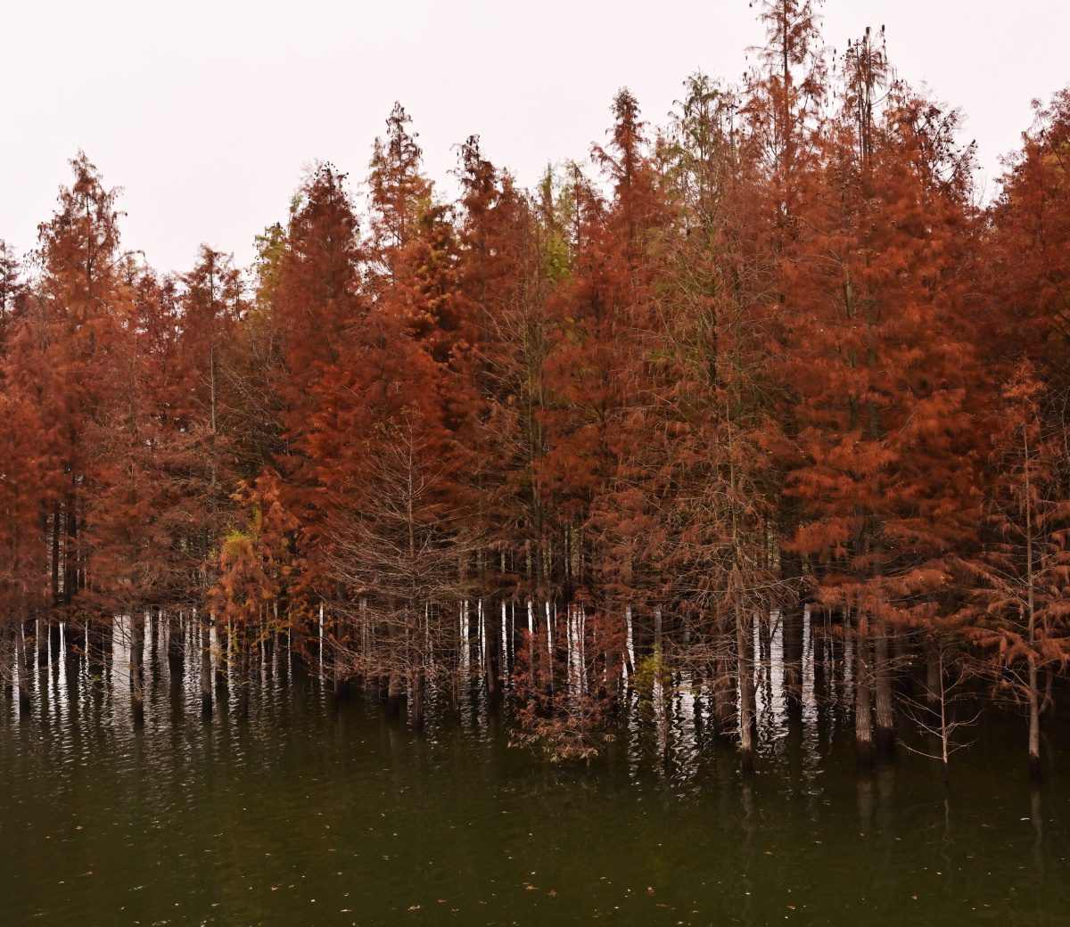 《红水杉》摄于宁国川藏公路最美段方塘 - 德愿 - 图虫