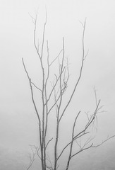 1121745