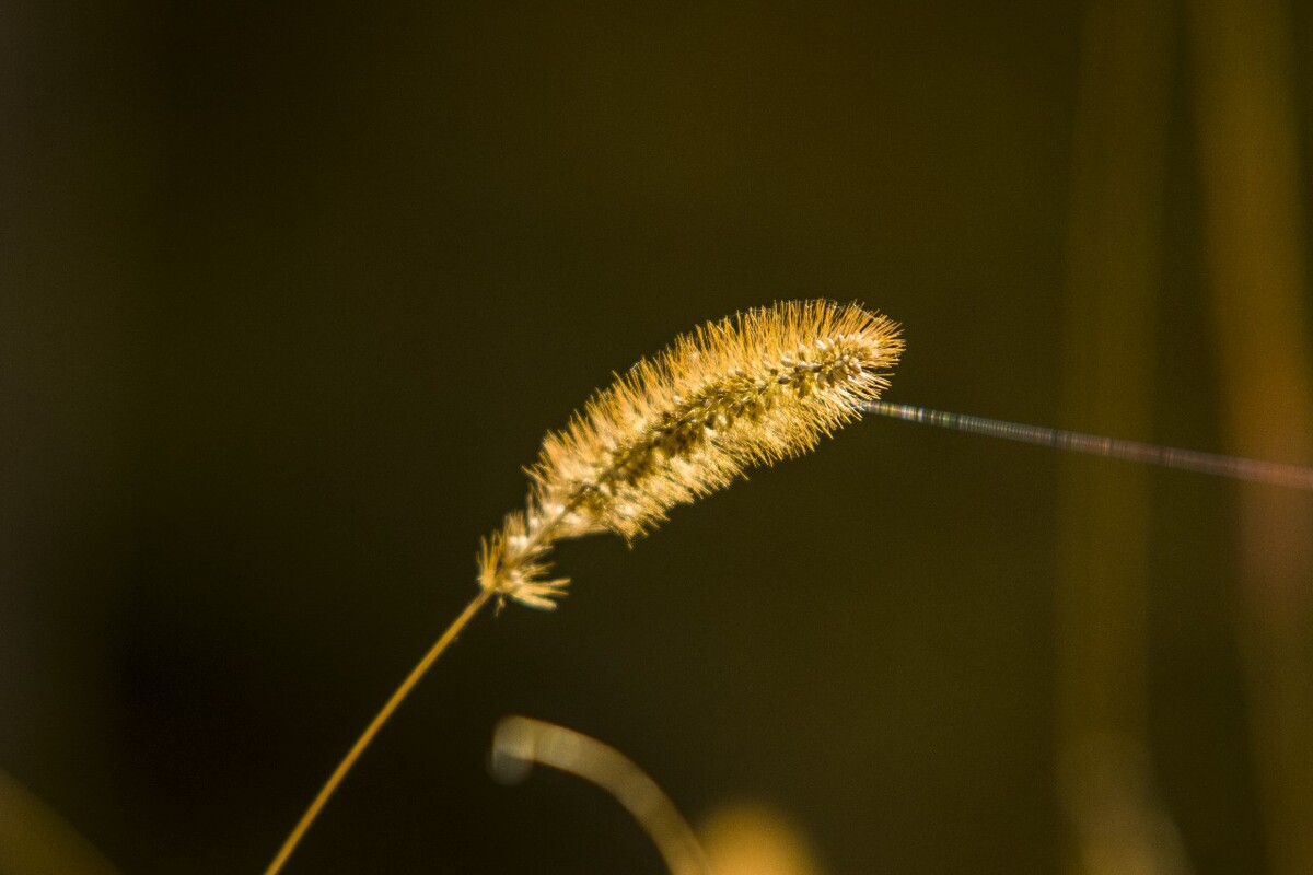 拉