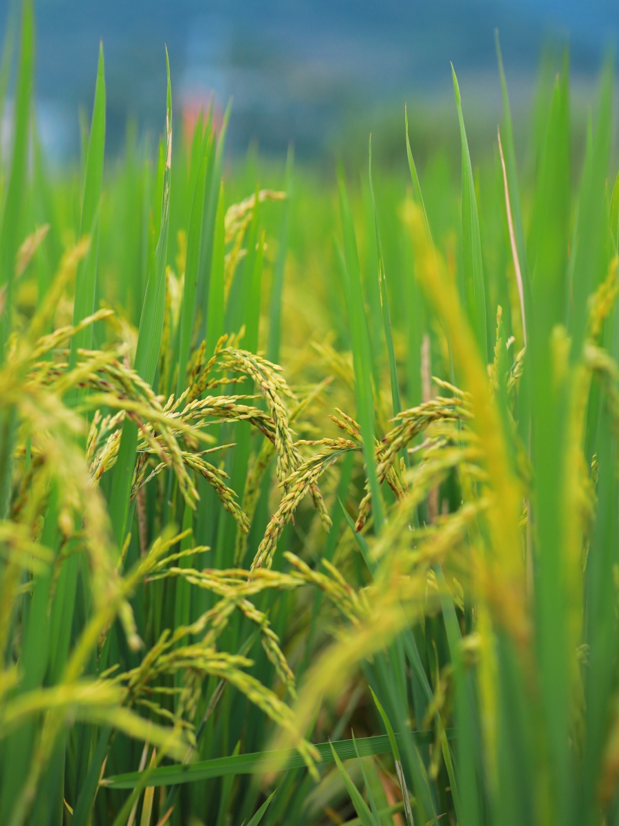 稻田- 记录身边之美