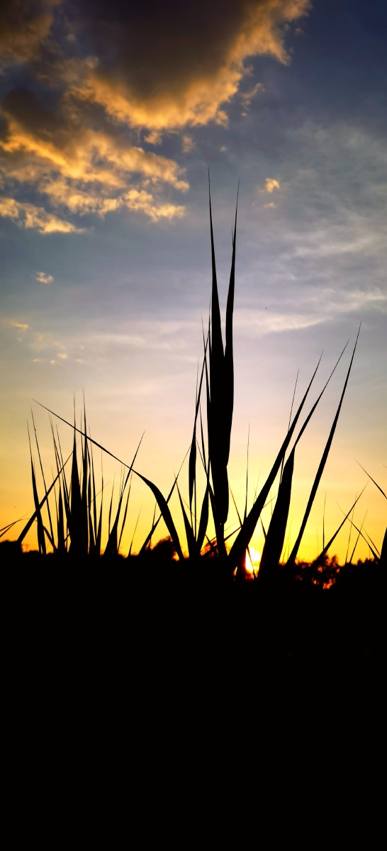 太阳落山,逆光手机拍摄,几朵彩云翻滚,小草轮廓清晰,还显挺拔