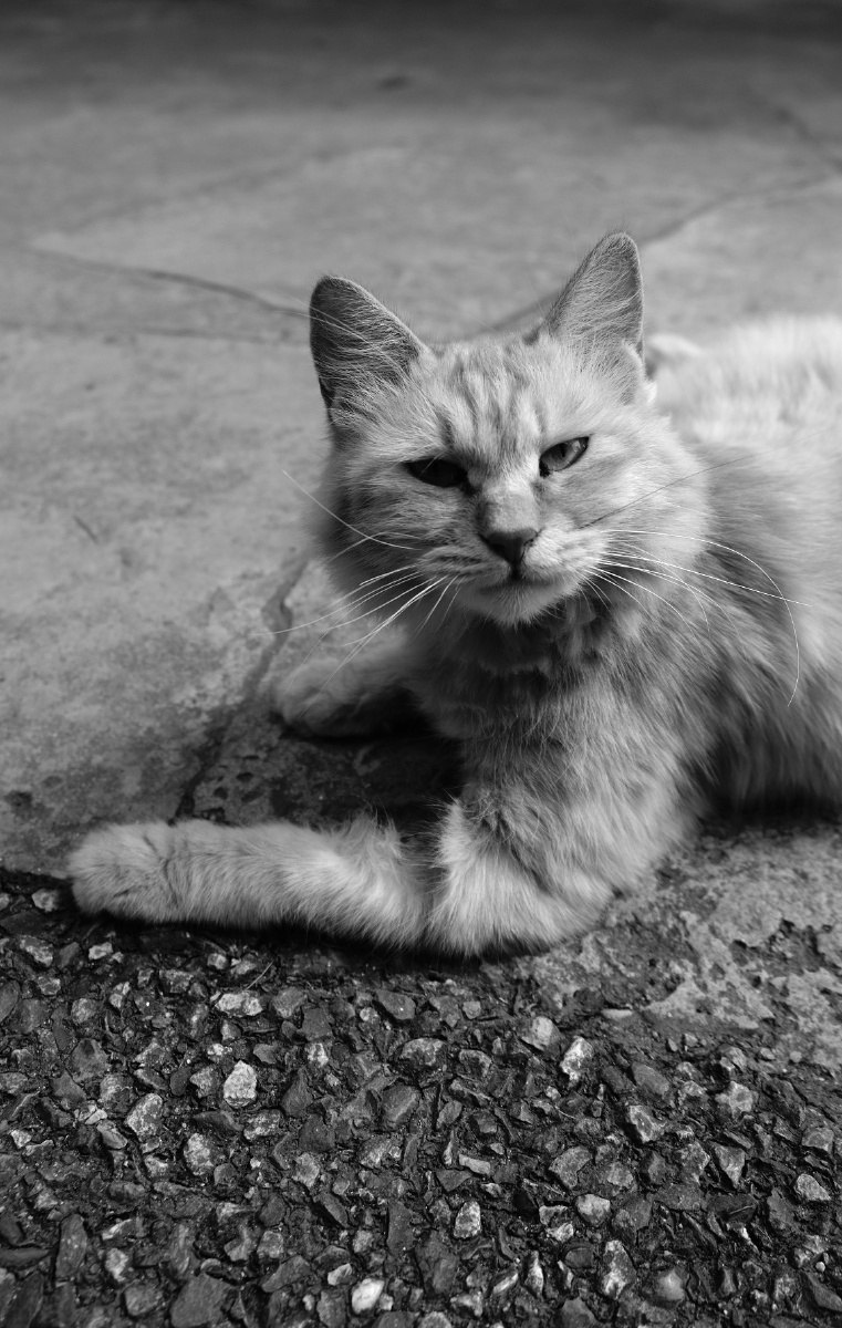 "与其沉默的合群,不如勇敢的独处"#摄影#黑白摄影#我的生活日记 - ly