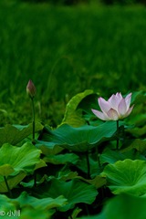 762057AF-A8E7-4445-9304-200C0EC68AB7/L0/001