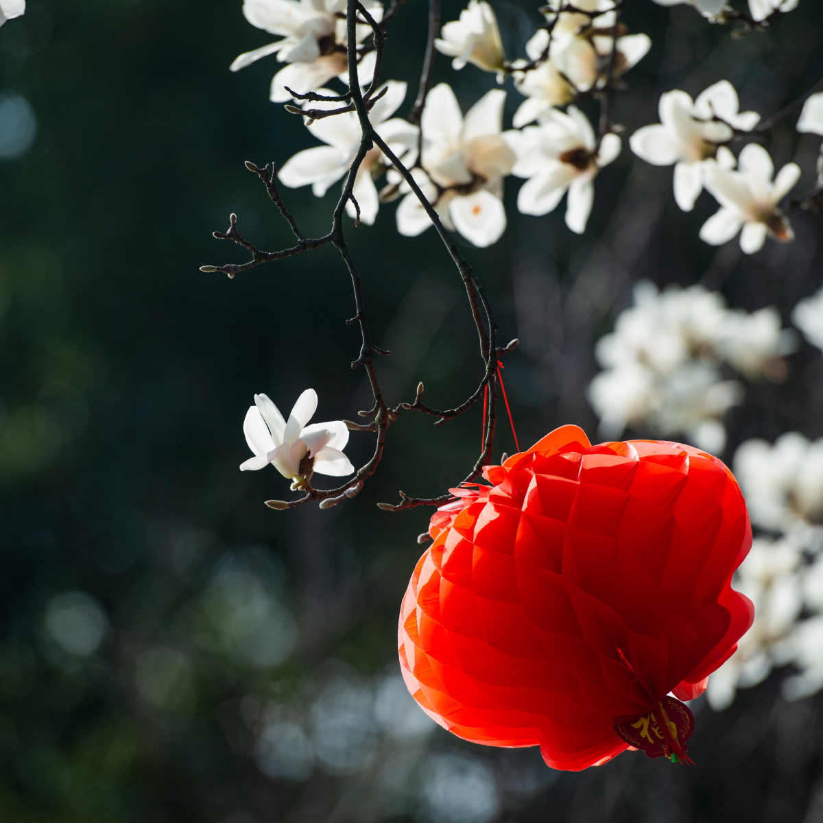 春节期间玉兰树上挂了许多红灯笼,春节节日气氛很浓.
