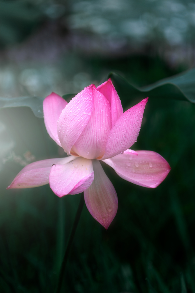 清水芙蓉不染尘