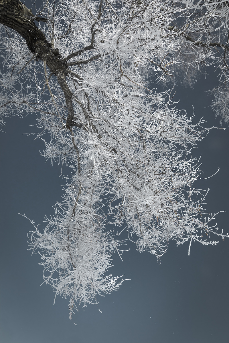 有些美景一定是冷到极致才能看到雾凇是其中之一