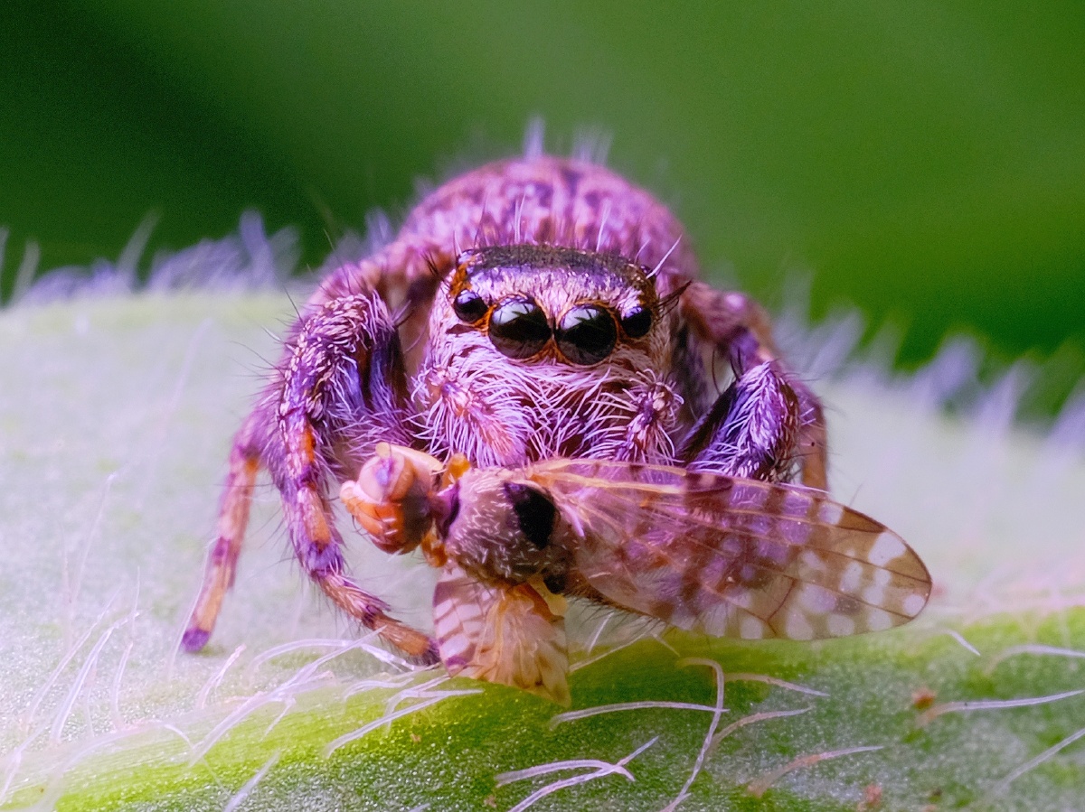 捕食中的蝇虎跳蛛