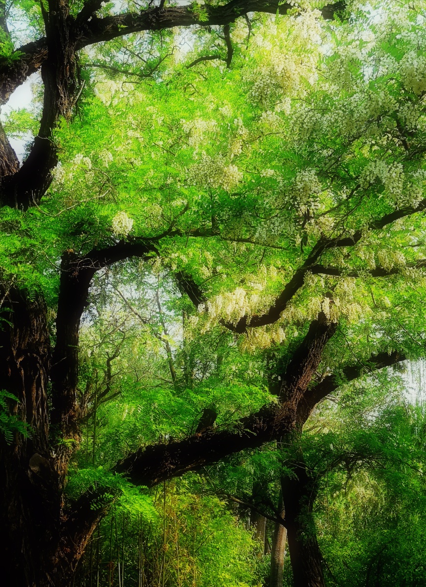 玉渊潭里的槐树开花了.