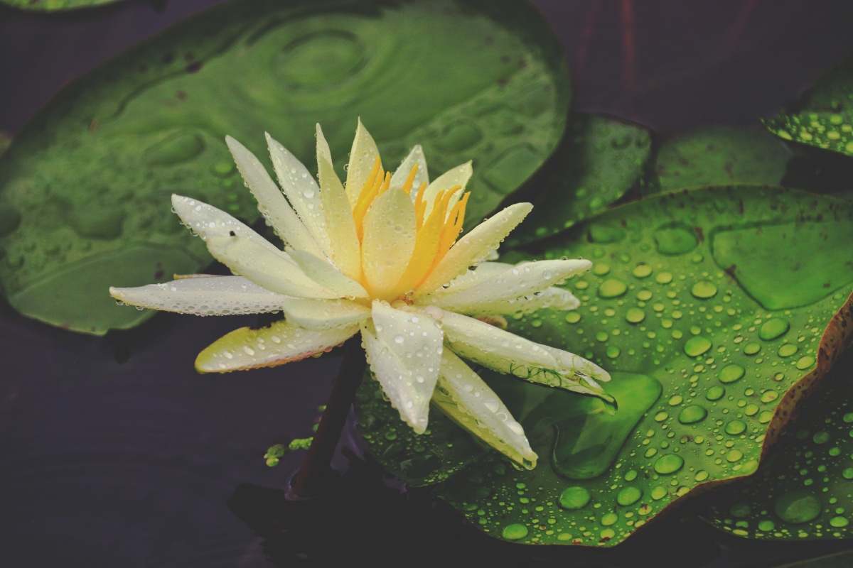 梦是水中花君是雨中莲