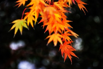 27349455-F243-4600-A827-6B200B4A90CD/L0/001